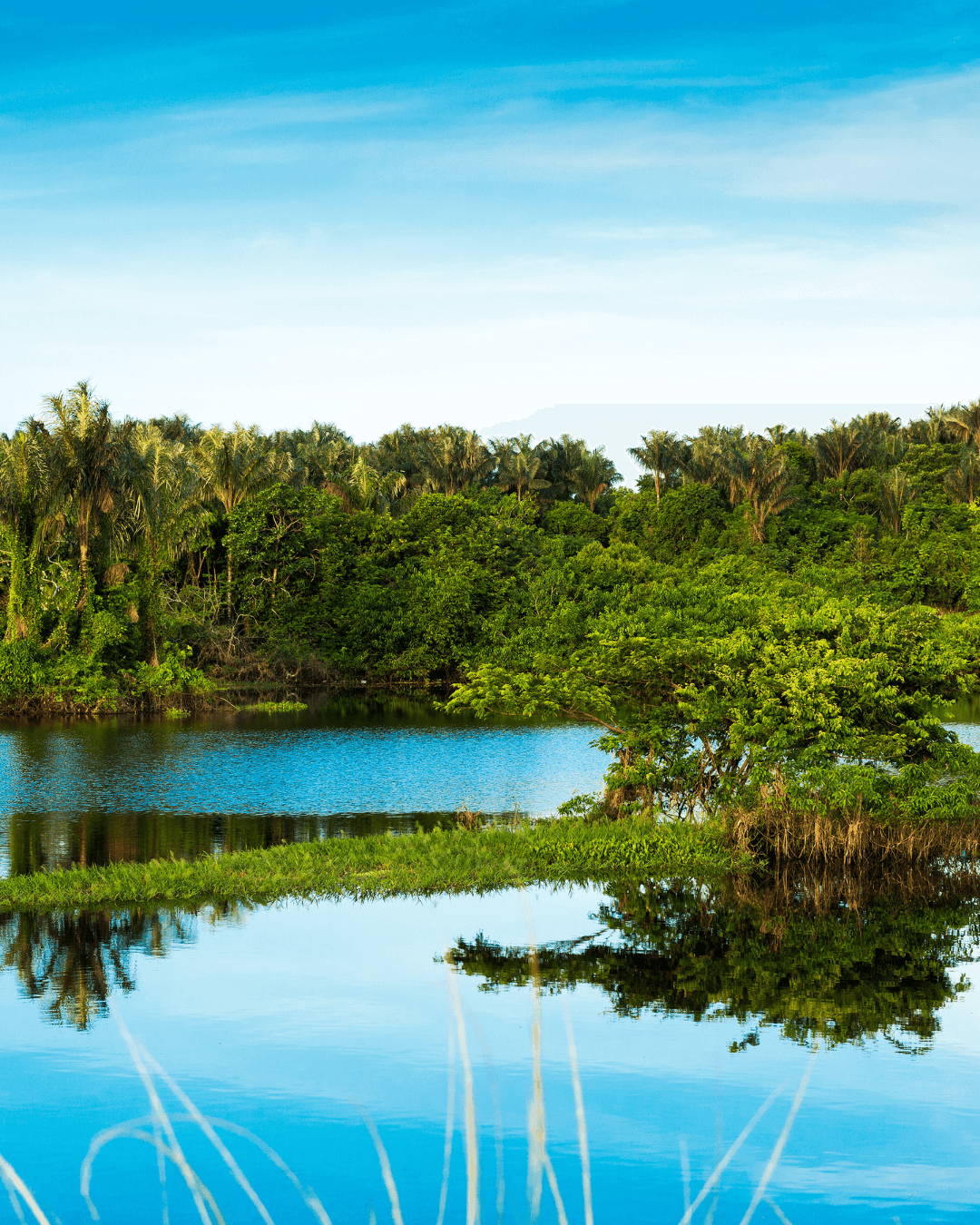 A MAGIA DA AMAZÔNIA